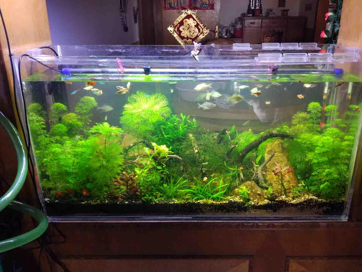 鱼缸风水 浅析鱼缸的风水讲究